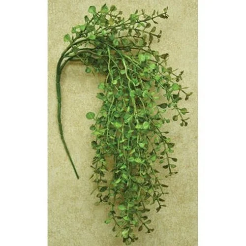 Light Green Hanging Peppergrass Bush 19