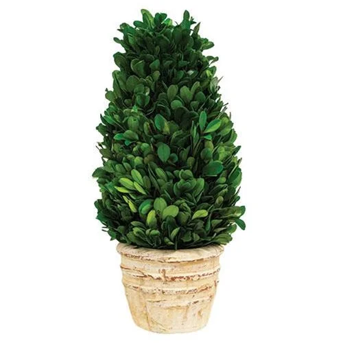 Preserved Boxwood Cone Tree in Distressed Pot, 12"