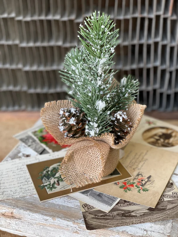 Snowy Acadia Seedling Pine Tree | 9" | CLEAN UP SPECIAL!  From $0.75 *