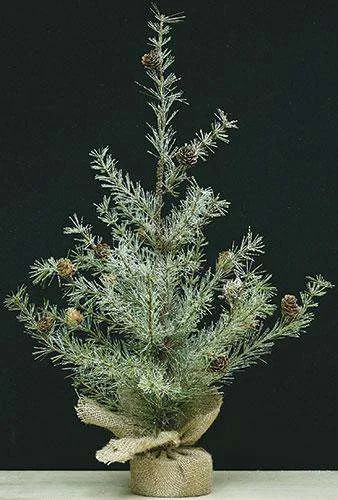 Snowy Cypress Pine Tree, 2 ft.