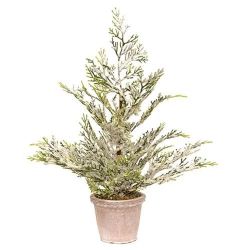 Snowy Juniper Tree In Planter